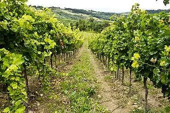 Apartment Poggio Torselli *